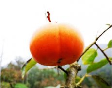 四川名特产仙和甜柿